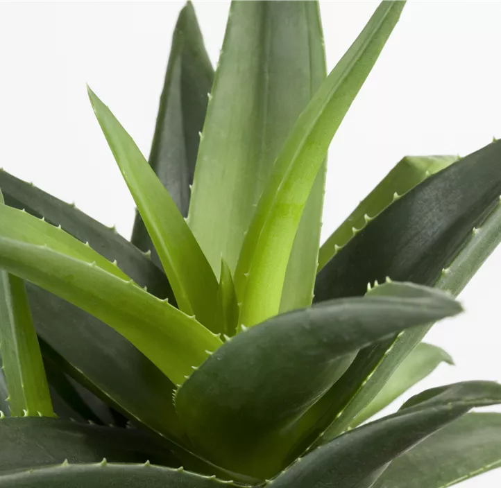 Aloe
