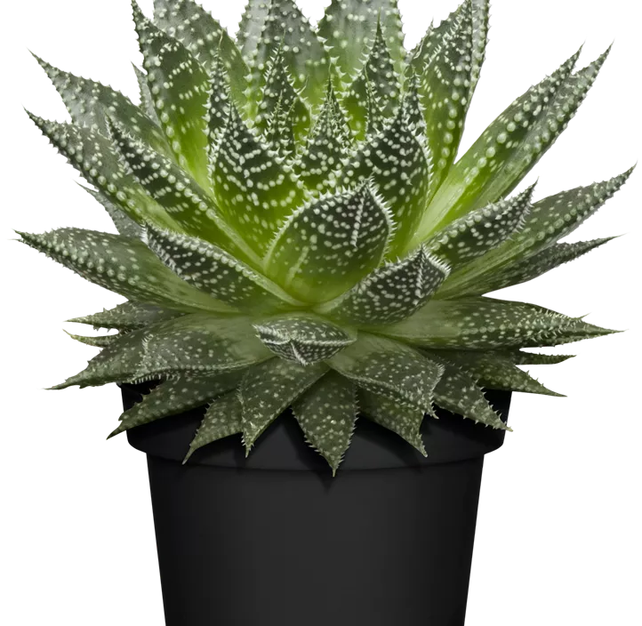 Aloe