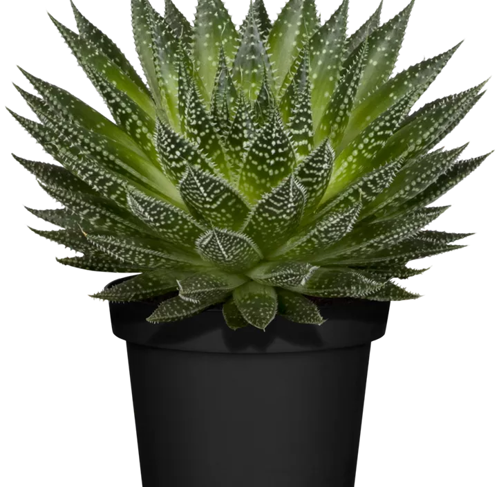 Aloe