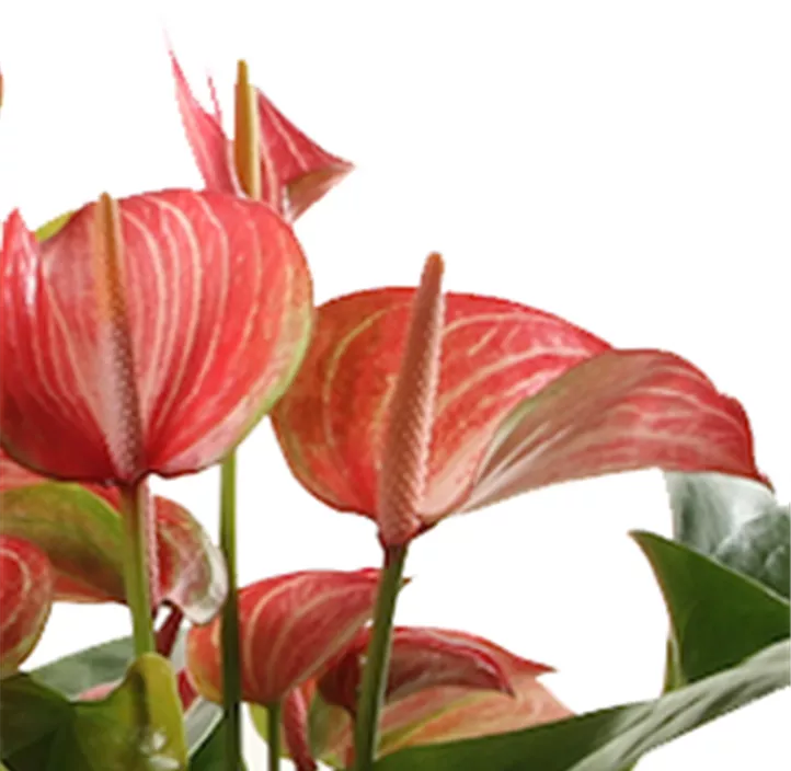 Flamingoblume 'Livium' Flamingoblume 'Livium'