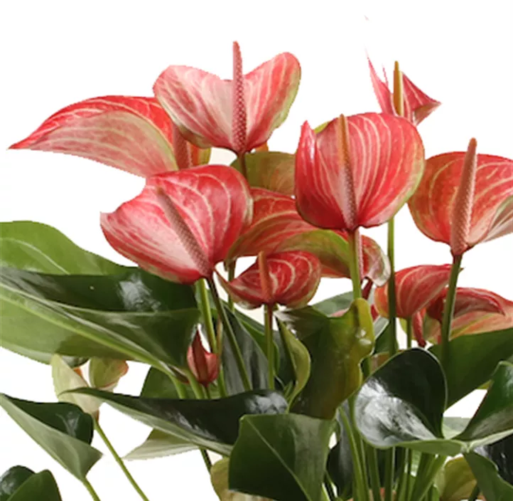 Flamingoblume 'Livium Orange'