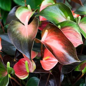 Anthurium andreanum Rainbow