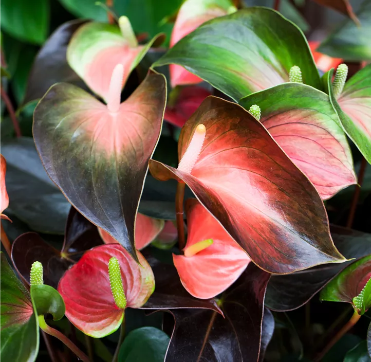 Flamingoblume 'Rainbow' Flamingoblume 'Rainbow'