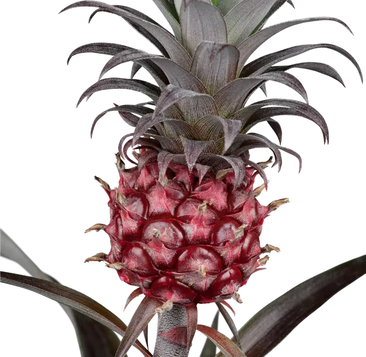 Ananas