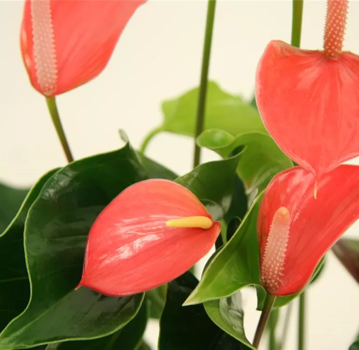 Flamingoblume 'Spirit' Flamingoblume 'Spirit'