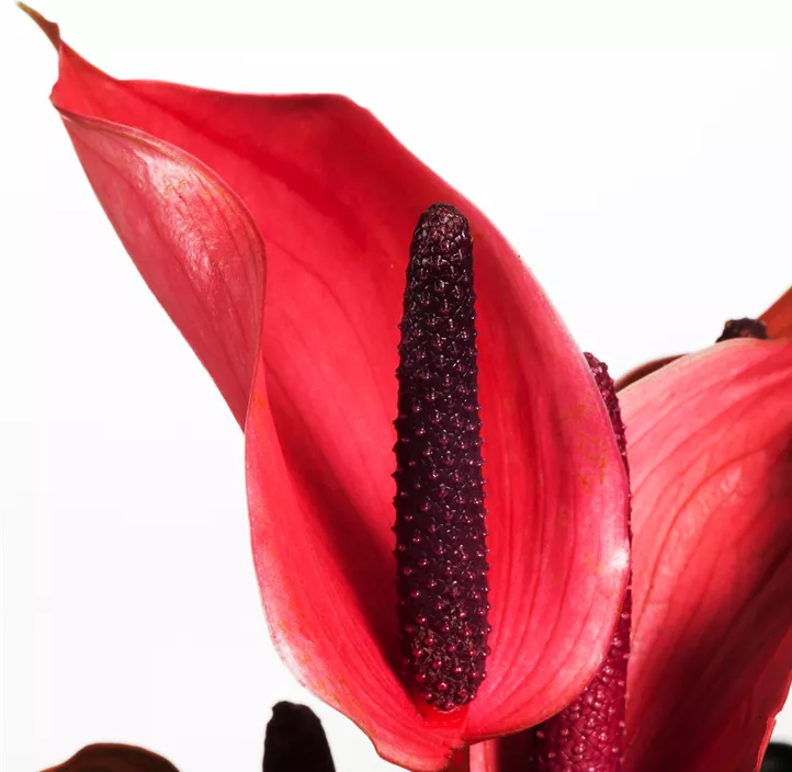 Flamingoblume 'Banderola® Lava'