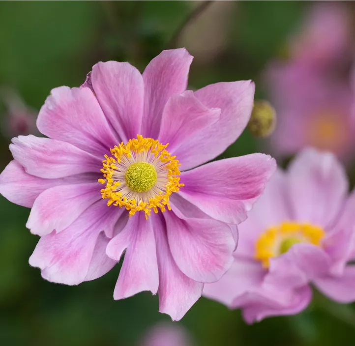 Herbstanemone 'Fantasy® Jasmine' Herbstanemone 'Fantasy® Jasmine'