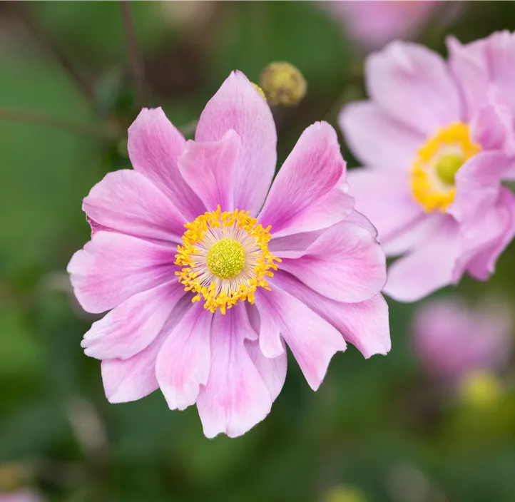 Herbstanemone 'Fantasy® Jasmine' Herbstanemone 'Fantasy® Jasmine'