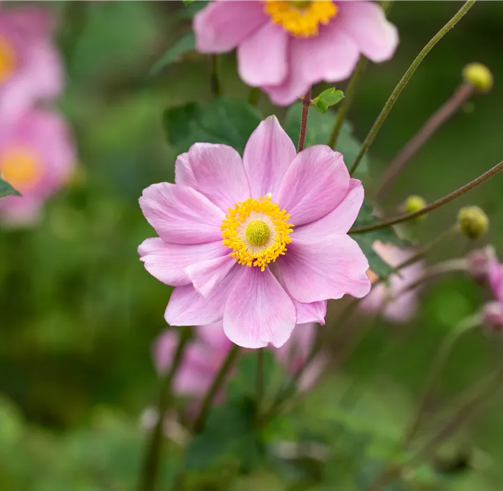 Herbstanemone 'Fantasy® Jasmine' Herbstanemone 'Fantasy® Jasmine'