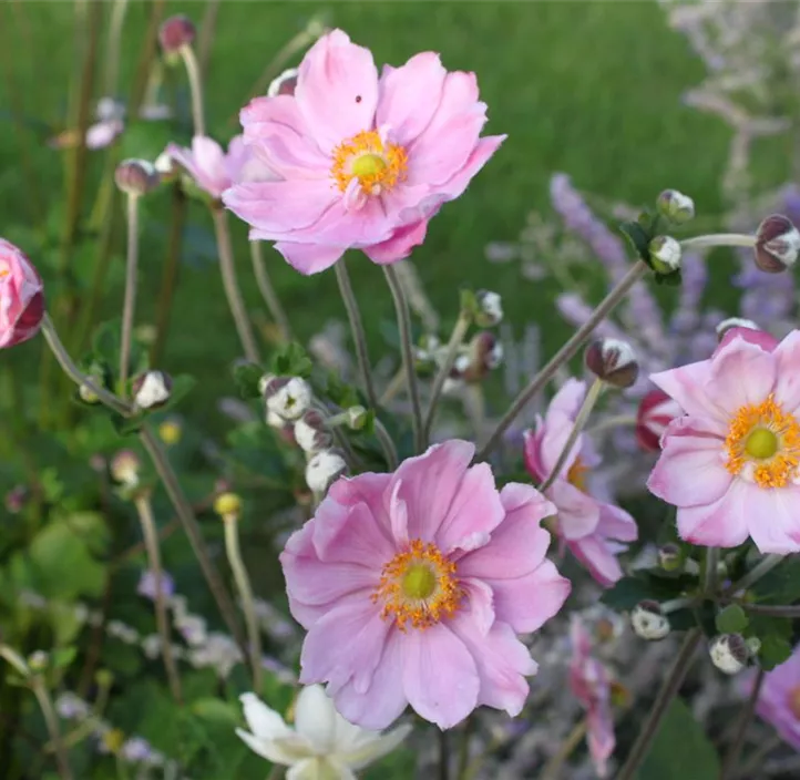 Herbstanemone 'Fantasy® Jasmine' Herbstanemone 'Fantasy® Jasmine'