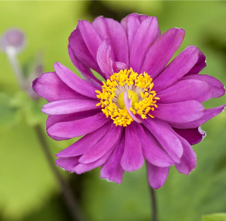 Anemone 'Fantasy® Ariel' Anemone 'Fantasy® Ariel'