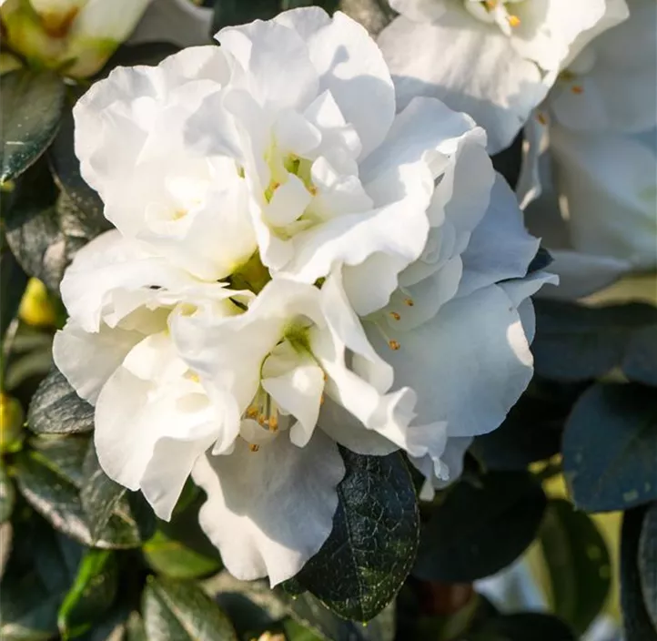 Zimmerazalee 'Christine® Belli' Zimmerazalee 'Christine® Belli'