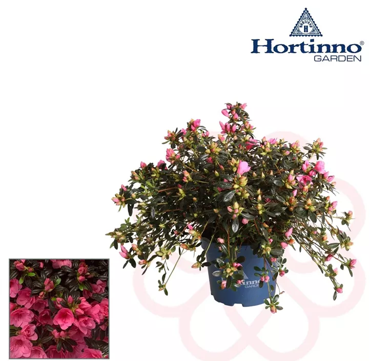 Zimmerazalee 'Hortinno® Quattro' Zimmerazalee 'Hortinno® Quattro'