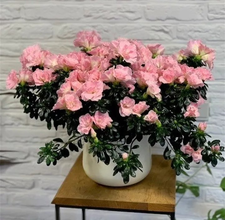 Zimmerazalee 'Hortinno® Quattro' Zimmerazalee 'Hortinno® Quattro'