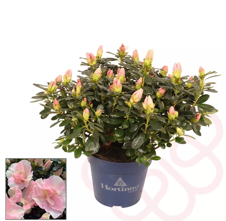 Zimmerazalee 'Hortinno® Quattro' Zimmerazalee 'Hortinno® Quattro'