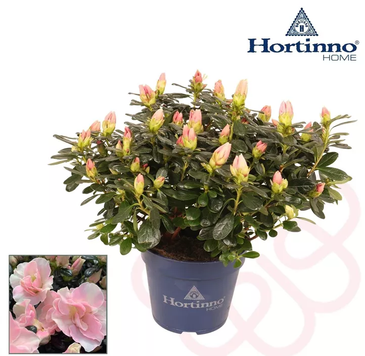 Zimmerazalee 'Hortinno® Quattro' Zimmerazalee 'Hortinno® Quattro'