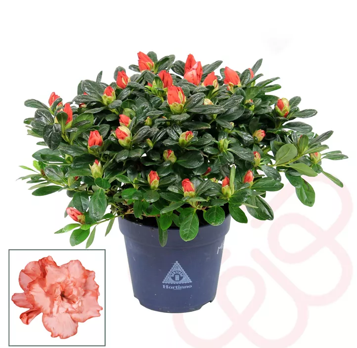 Zimmerazalee 'Magic' Zimmerazalee 'Magic'