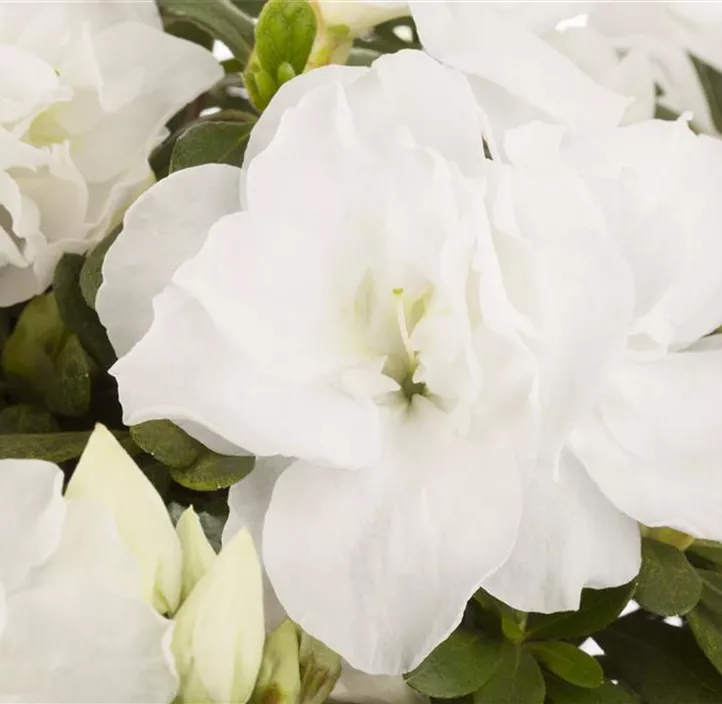 Zimmerazalee 'Noralinde'® Zimmerazalee 'Noralinde'®