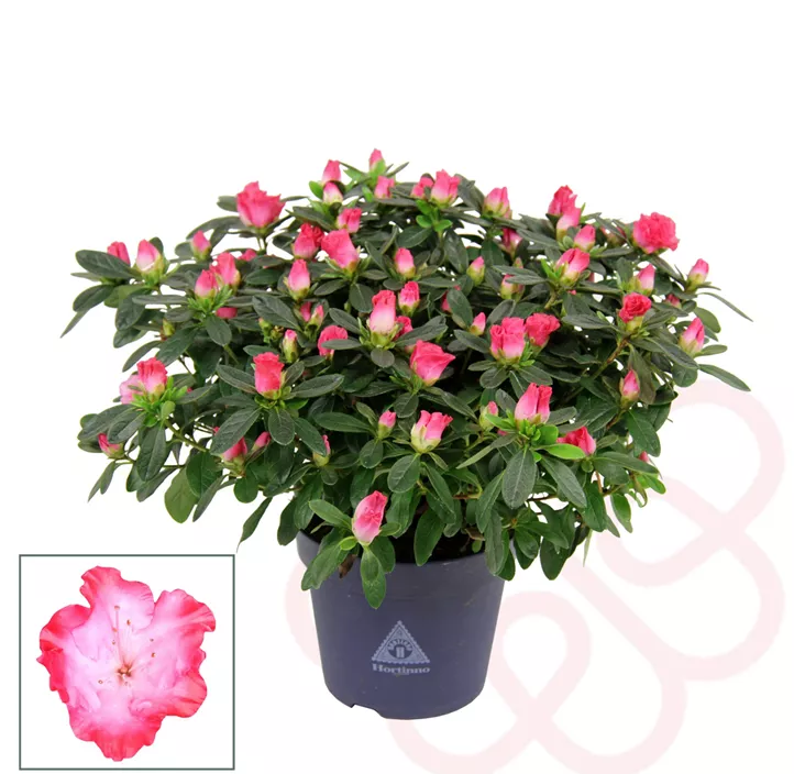 Zimmerazalee 'Princess Pinky'® Zimmerazalee 'Princess Pinky'®