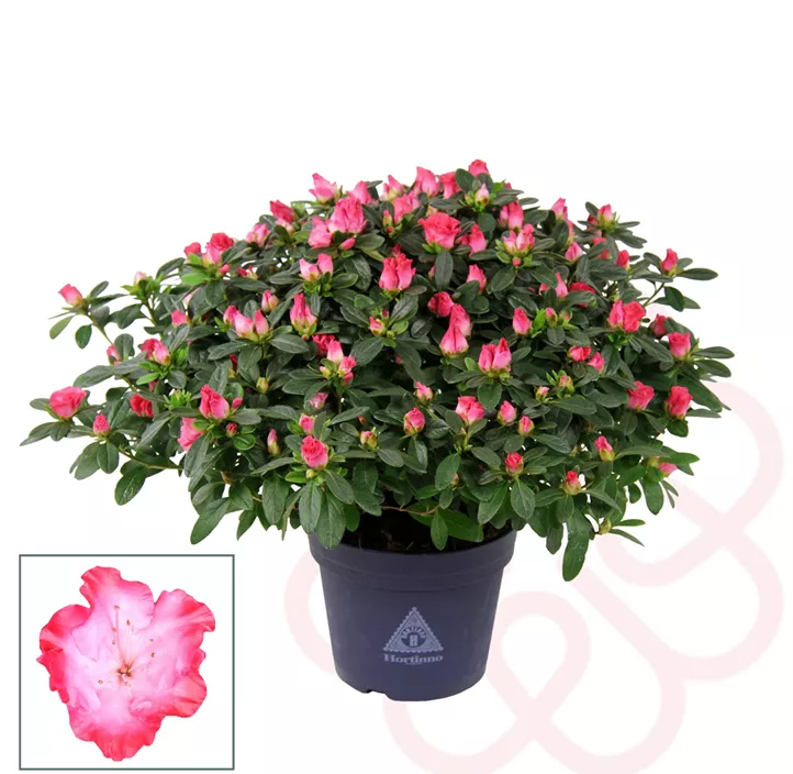 Zimmerazalee 'Princess Pinky'® Zimmerazalee 'Princess Pinky'®