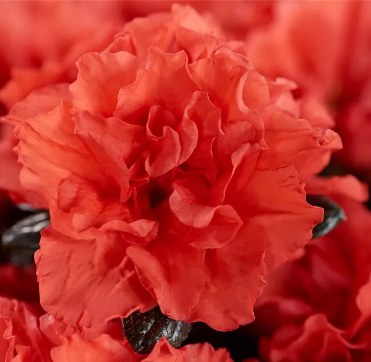 Zimmerazalee 'Christine® Siena' Zimmerazalee 'Christine® Siena'