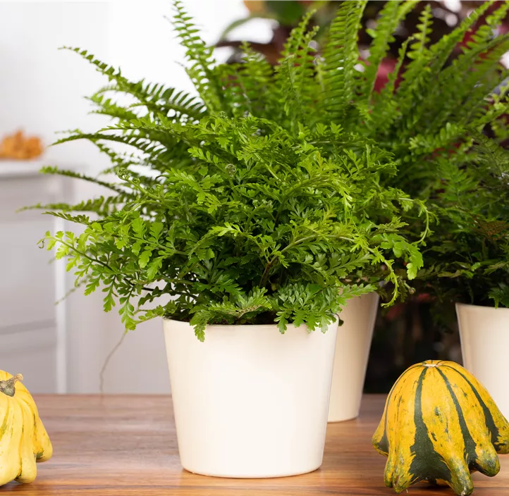 Streifenfarn 'Parvati'