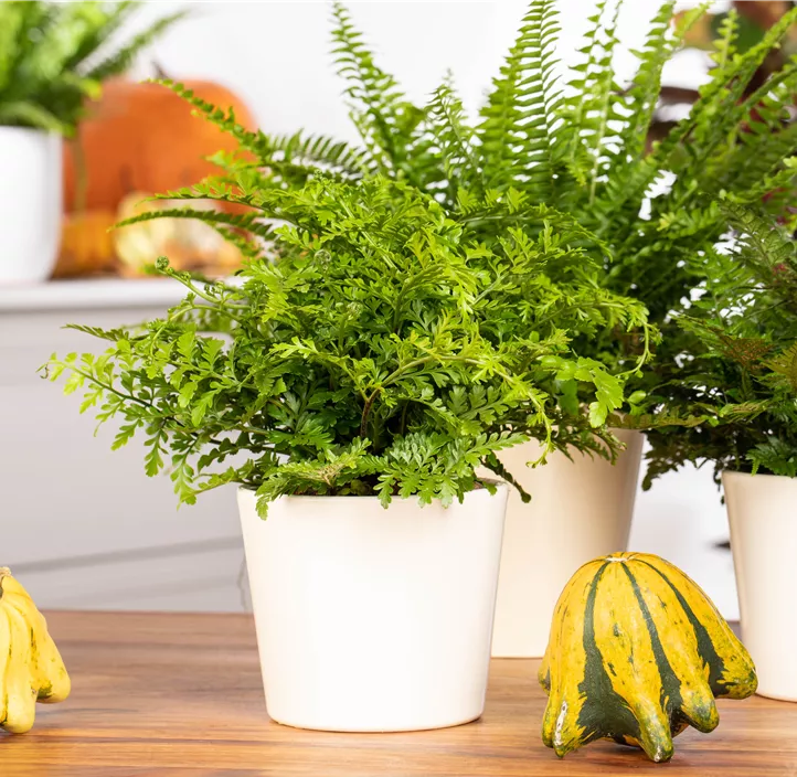 Streifenfarn 'Parvati'