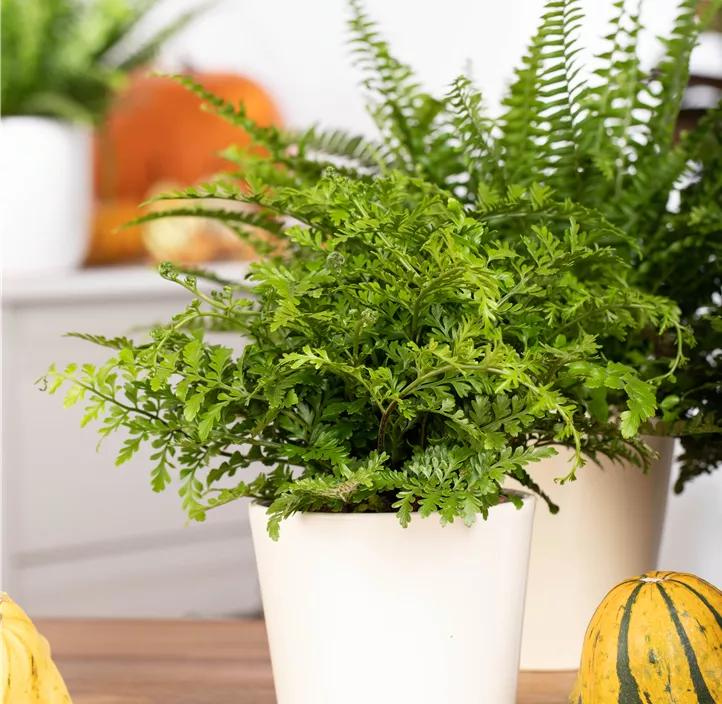 Streifenfarn 'Parvati'