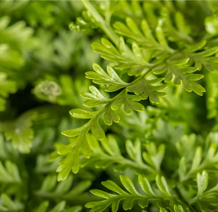 Streifenfarn 'Parvati'