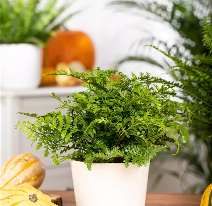 Streifenfarn 'Parvati'