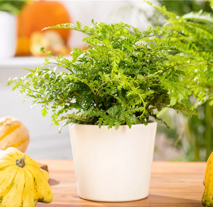 Streifenfarn 'Parvati'