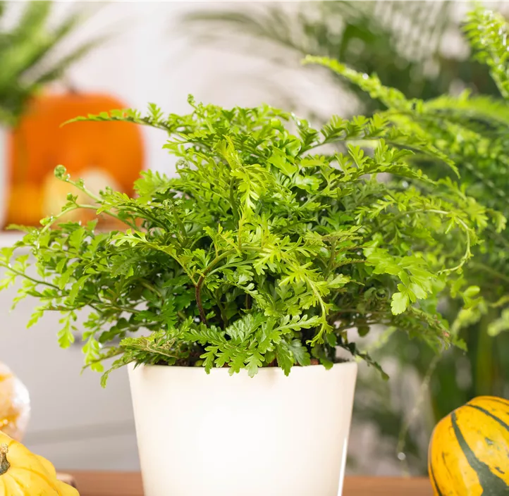 Streifenfarn 'Parvati'