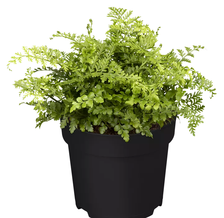 Streifenfarn 'Parvati'