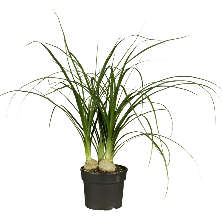 Elefantenfuß Elefantenfuß