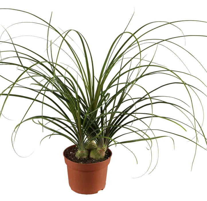 Elefantenfuß Elefantenfuß