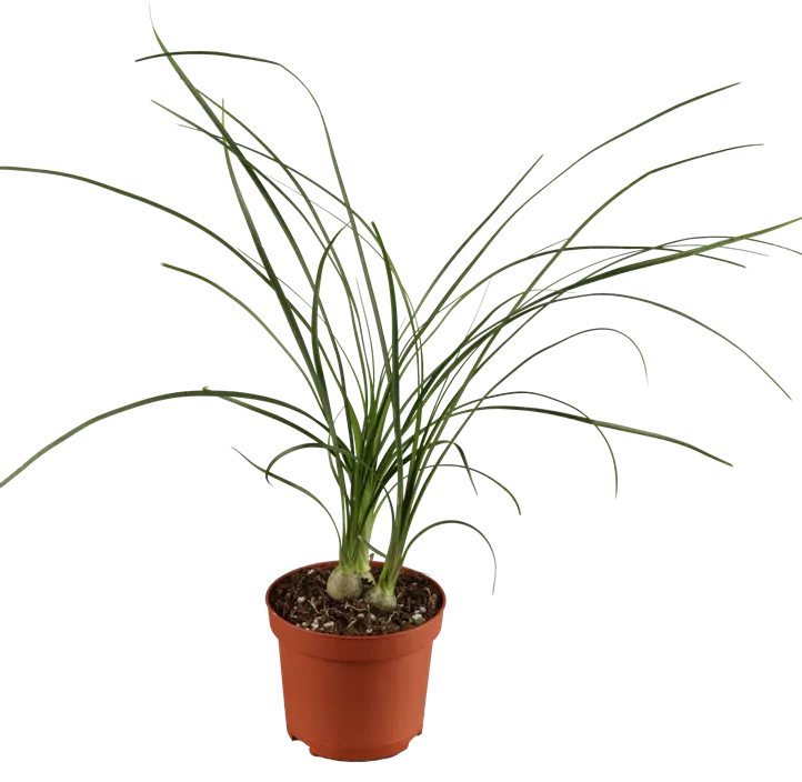 Elefantenfuß Elefantenfuß