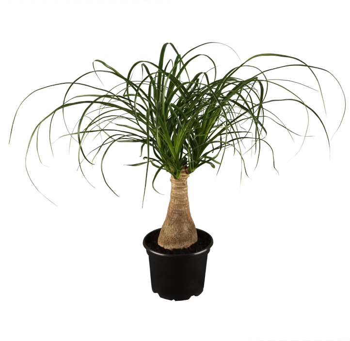 Elefantenfuß Elefantenfuß