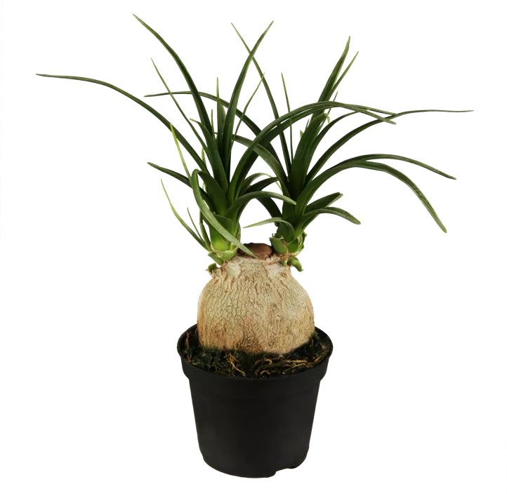 Elefantenfuß Elefantenfuß