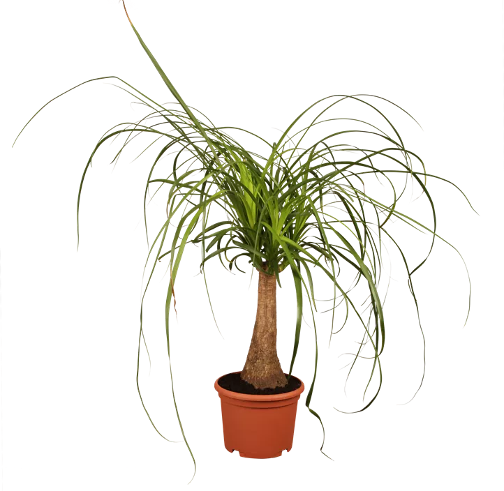 Elefantenfuß Elefantenfuß