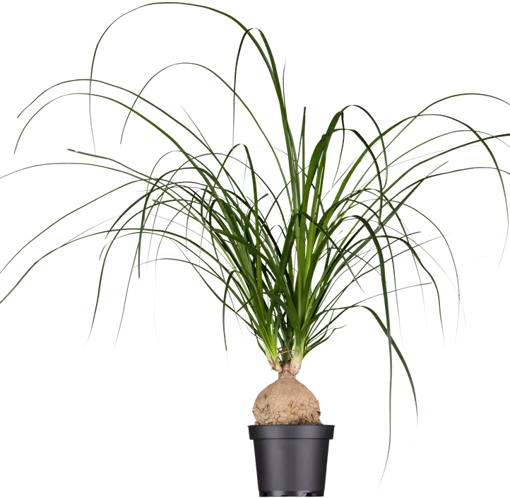 Elefantenfuß Elefantenfuß