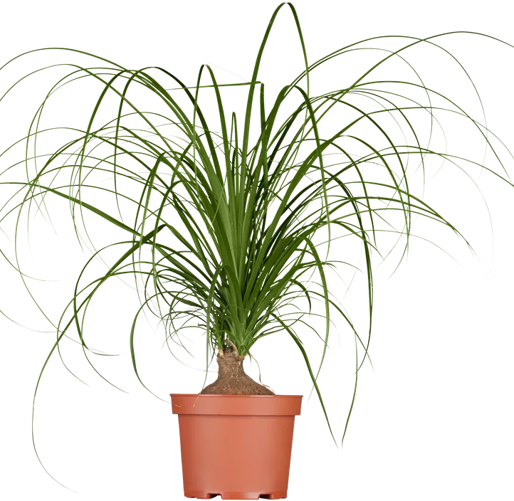 Elefantenfuß Elefantenfuß