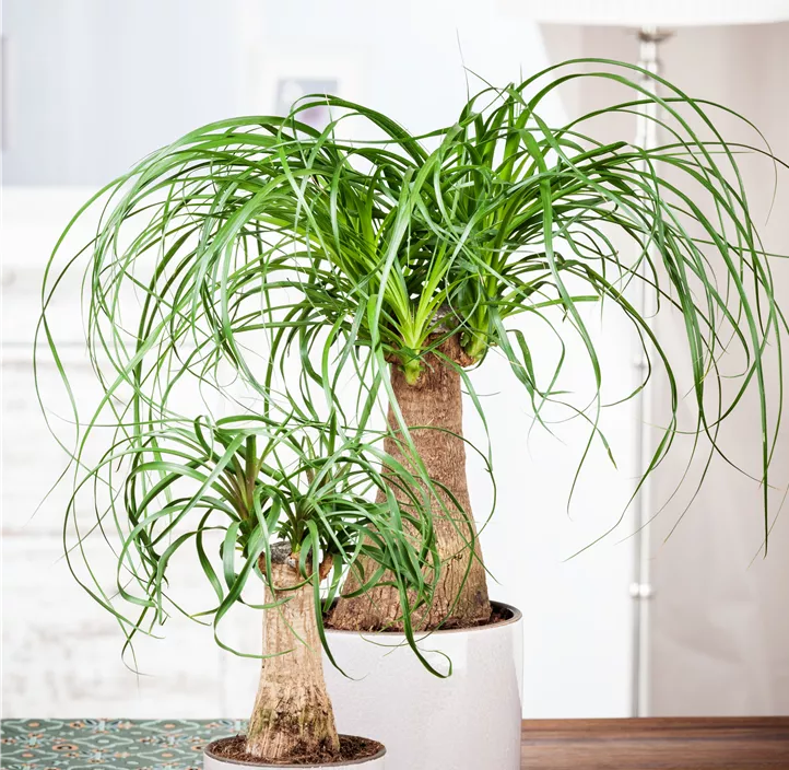 Elefantenfuß Elefantenfuß