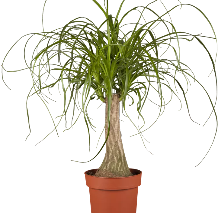 Elefantenfuß Elefantenfuß