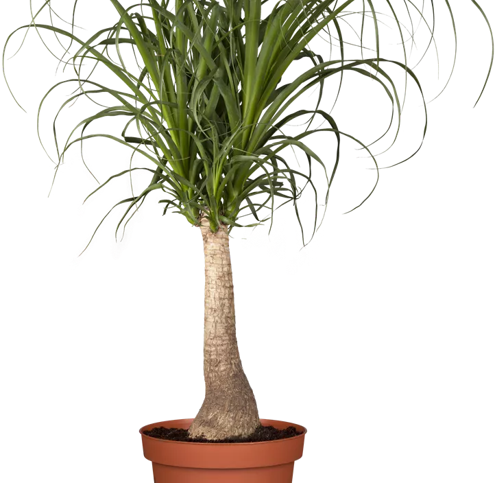 Elefantenfuß Elefantenfuß