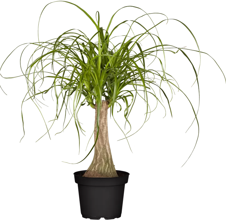 Elefantenfuß Elefantenfuß