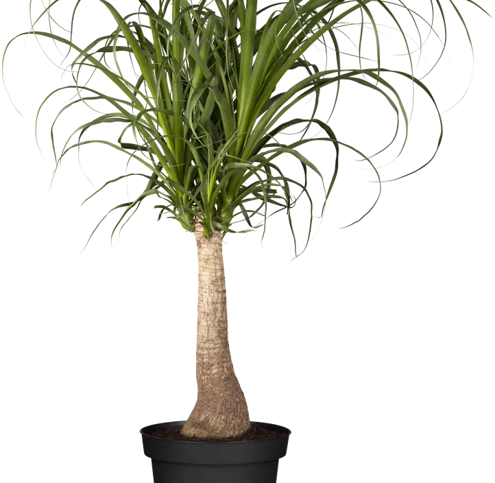 Elefantenfuß Elefantenfuß