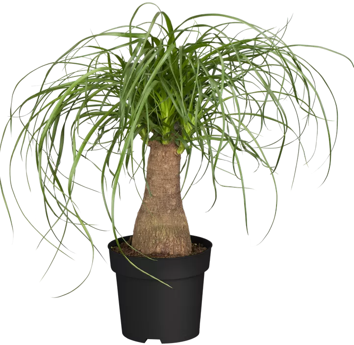 Elefantenfuß Elefantenfuß