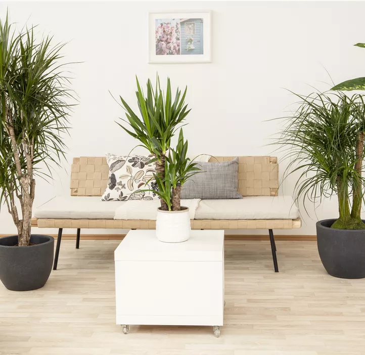 Elefantenfuß Elefantenfuß