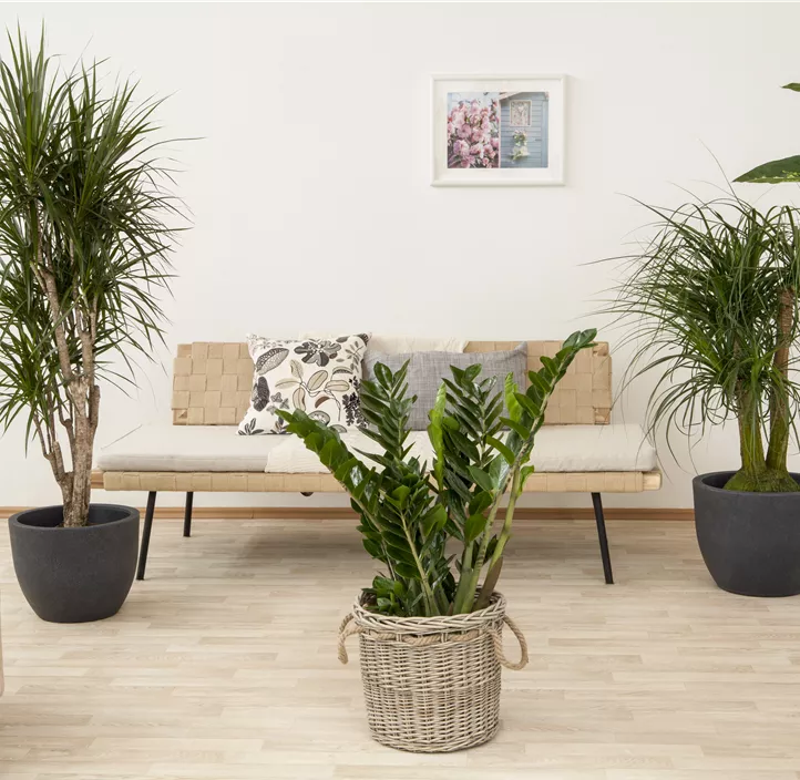 Elefantenfuß Elefantenfuß