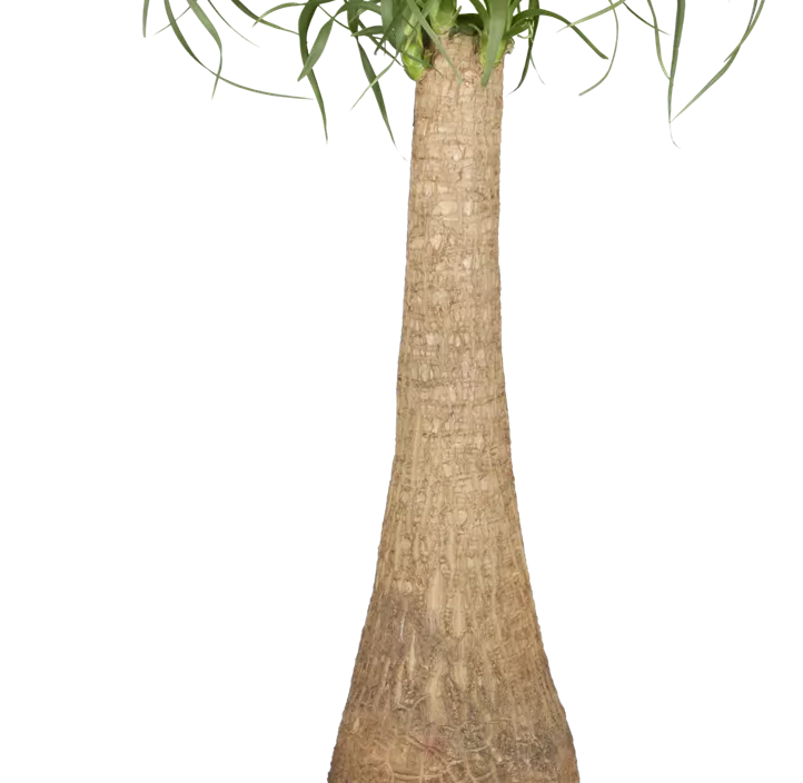 Elefantenfuß Elefantenfuß